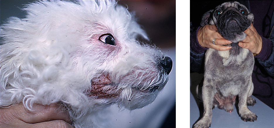 Derm-Malassezia-chien-1 copie